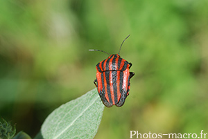 Graphosoma italicum